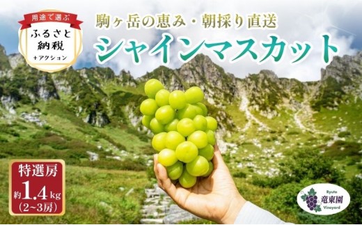
                  【駒ヶ岳の恵み・朝採り直送・特選房】シャインマスカット 約1.4kg 2～3房 中央アルプス 駒ヶ根産 種なし 皮ごと 山の雫 木曽駒ヶ岳 宝剣岳 千畳敷カール 寒暖差 信州 長野 ぶどう 2026 [№5659-1117]
                