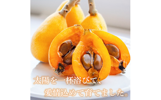 【 早期予約受付 5月中旬頃より順次発送 】びわ フルーツ 果物 おすすめ 6 ~8個 4 パック 約 1.2kg 旬 果実 ギフト 枇杷 期間限定 高知県 須崎市 高級 季節 初夏 新着 高知 贈答