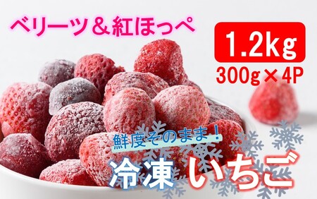 鮮度そのまま! 冷凍完熟いちご / ベリーツ&紅ほっぺ 1.2kg (300g×4P)_2418R