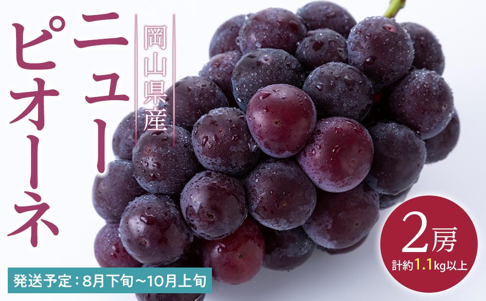 ぶどう 2024年 先行予約 ニュー ピオーネ 2房（合計約1.1kg） ブドウ 葡萄  岡山県産 国産 フルーツ 果物 ギフト 
