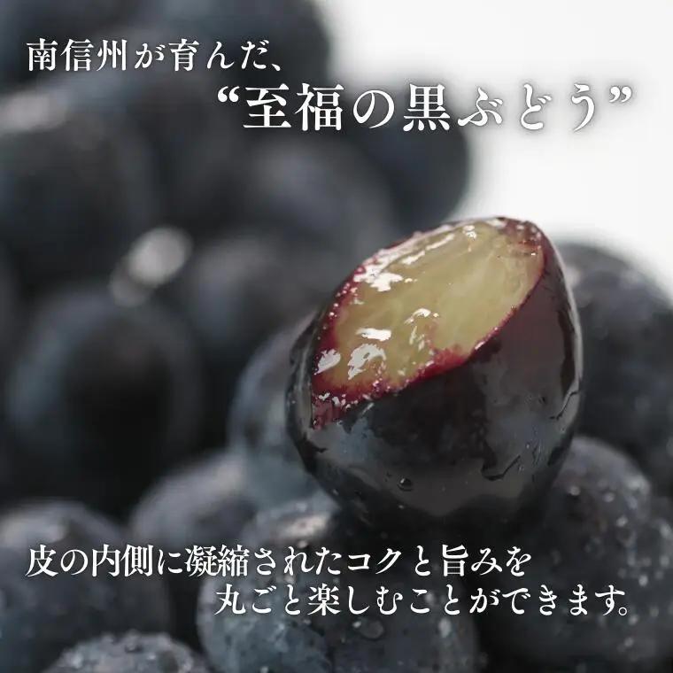 MS33 ぶどう ナガノパープル （長野県産秀品） 約2kg / 2026年8月下旬～10月上旬頃 配送予定//種なし 皮ごと 葡萄 ブドウ ぶどう ナガノ パープル 南信州 長野県 オリジナル品種 