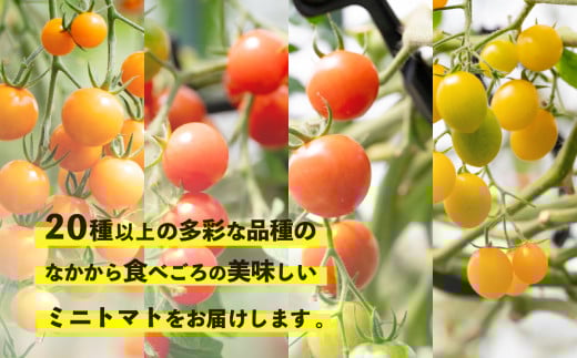【先行受付】ミニトマト 食べ比べセット 1kg 12月発送 ミニトマト選手権「金賞」農家がつくる【 10種以上 国産 旬 フルーツトマト 高糖度 カラフル 10000円以下 】