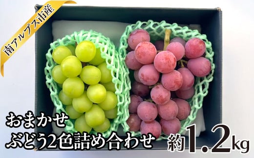 ＜2026年発送分先行予約＞おまかせ　ぶどう2色詰め合わせ約1.2kg ALPAJ047