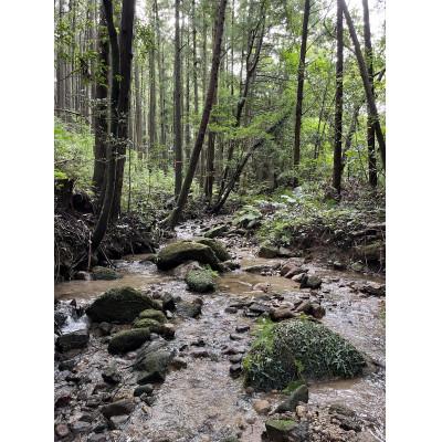 ふるさと納税 石岡市 【令和7年産】獅子米 ミルキークイーン 精米 10kg |  | 03