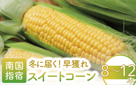 2025年12月～発送 早獲れ スイートコーン 8～12本 田中園芸 010-1797 とうもろこし 野菜 野菜