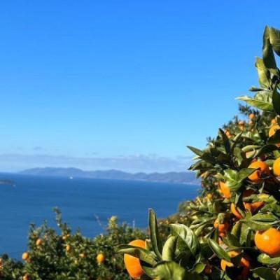 ふるさと納税 八幡浜市 【発送月固定定期便】【訳あり】みかん柑橘のある暮らし【柑橘詰め合わせ便】【H83-53】全6回 |  | 02