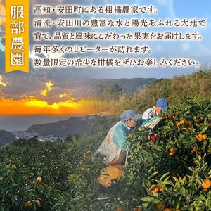 服部農園で育てた土佐文旦 早期予約 文旦 10kg 2Lサイズ 土佐 文旦 土佐 文旦 土佐 文旦 人気 HT-07