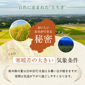 【定期便6回】栃木県産 こしひかり 10kg×6回 真岡市 栃木県 送料無料