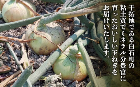 【先行予約】農家直送！こだわり玉ねぎ 約5kg ～山口さんちの贈り物～【y'scompany】 [IAS011]