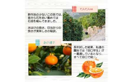 有田みかん　しにせの味（3kg）サイズお任せ　※着日指定不可 ≪ 有田 みかん ミカン 蜜柑 柑橘 果物 フルーツ 国産 和歌山 ≫【tkf005-h】