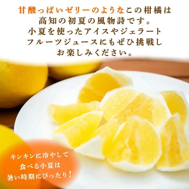 【2027年5月より発送】 熟成 露地小夏 5kg | 柑橘 フルーツ 果物 期間限定 旬の果物 ご家庭用 生産者 農家 直送 高知県 室戸市