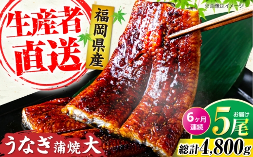 【全6回定期便】福岡県産 うなぎ 蒲焼 大5尾 合計 800 g（1尾あたり 160g以上）《豊前市》【福岡養鰻】 国産 うなぎ 大 [VAD018]