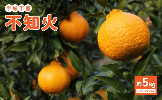 先行予約 特別栽培 不知火 約5kg 16玉〜22玉前後 【2027年2月下旬から5月下旬発送予定】 しらぬい 柑橘 みかん ミカン 蜜柑 果物 くだもの フルーツ 宇城市 熊本県産 九州産 国産 送料無料 のむちゃん農園