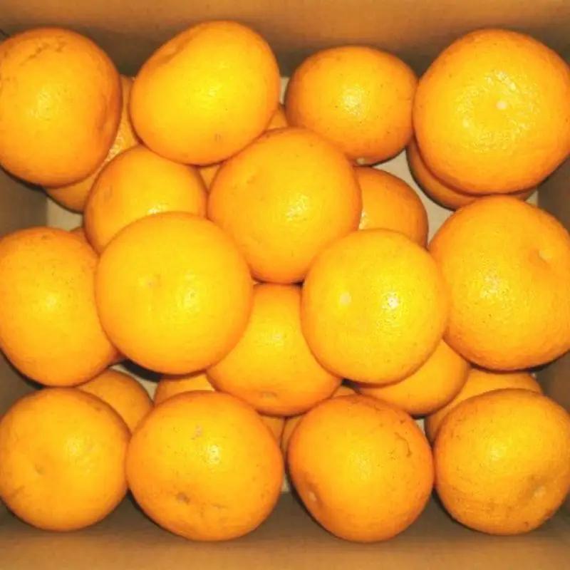 和歌山広川町産 はっさく 約3kg サイズ混合 【訳あり ご家庭用 キズあり】【SL39】※2027年2月下旬～4月中旬に順次発送【sml022-c-3】