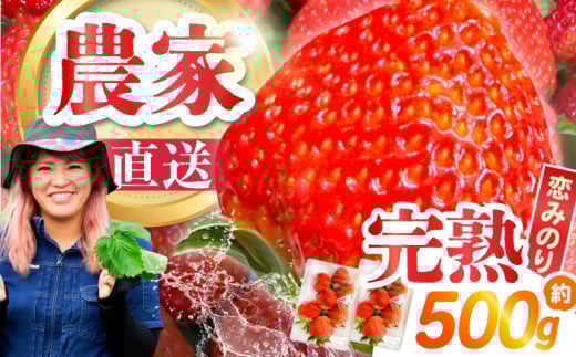 【5月配送】南島原産 いちご ★「恋みのり」★ 約250g×4パック / いちご イチゴ イチゴ フルーツ 果物 イチゴ 苺 ichigo strawberry / 南島原市 / あゆみfarm [SFF001]