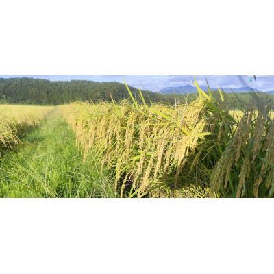 ふるさと納税 大田原市 【令和7年産 数量限定】栃木県大田原市産 藤田farmのコシヒカリ 無洗米 5kg |  | 01