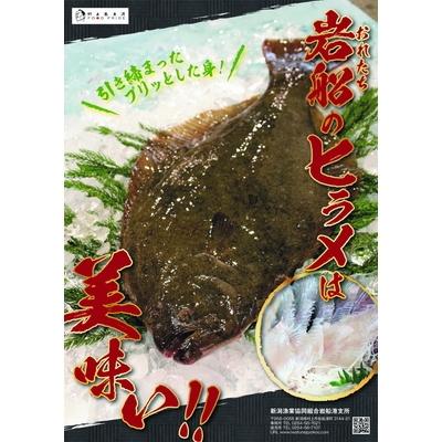 ふるさと納税 村上市 活け越し神経締めで白く輝く「白皇鮃(はくおうひらめ)」刺身セット A4028 |  | 01