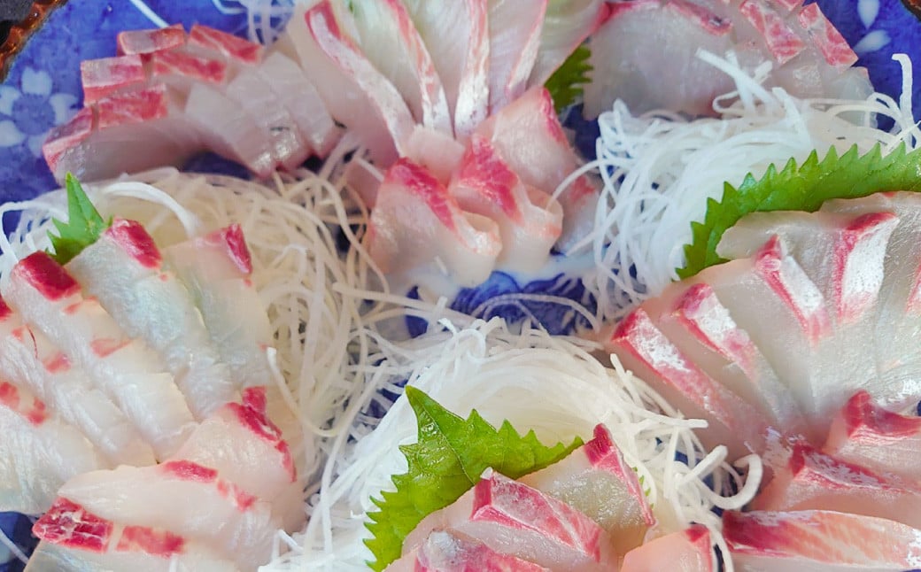 丸ごと1本！長崎近海 活き〆天然寒ヒラス (ヒラマサ) 5kg台 (5.2〜5.8kg) ／ 魚 魚介 鮮魚 海鮮 天然 ヒラマサ ヒラス 刺身 大将農園 長崎県 長崎市 【2025年9月下旬～202