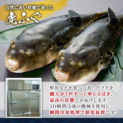 ふるさと納税 佐伯市 虎ふぐセット(4-5人前) |  | 02