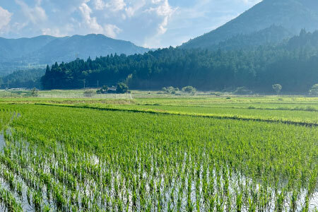 令和７年度米 名倉高原米「ゆうだい21」10kg 米 お米 白米 ごはん 数量限定 愛知県産 ブランド米 -327