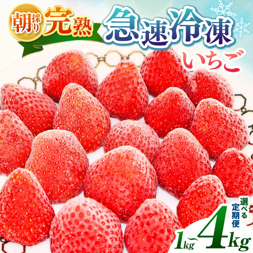 【ふるさと納税】＼ 定期便 始めました！／【★2025年4月頃～順次 発送】 急速冷凍 完熟いちご 選べる 数量 回数 内容量 1~4kg 国産 | 冷凍便 果物 フルーツ くだもの いちご イチゴ 苺 冷凍 いちご 1kg 2kg 3kg 4kg 1回 3回 6回 イチオシ 千葉 君津 きみつ 6500円 1万3千円