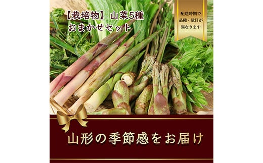 
【2024年発送先行予約】山菜 5種のお任せセット（栽培物）山形県産【2024年4月から発送】 FSY-1069
