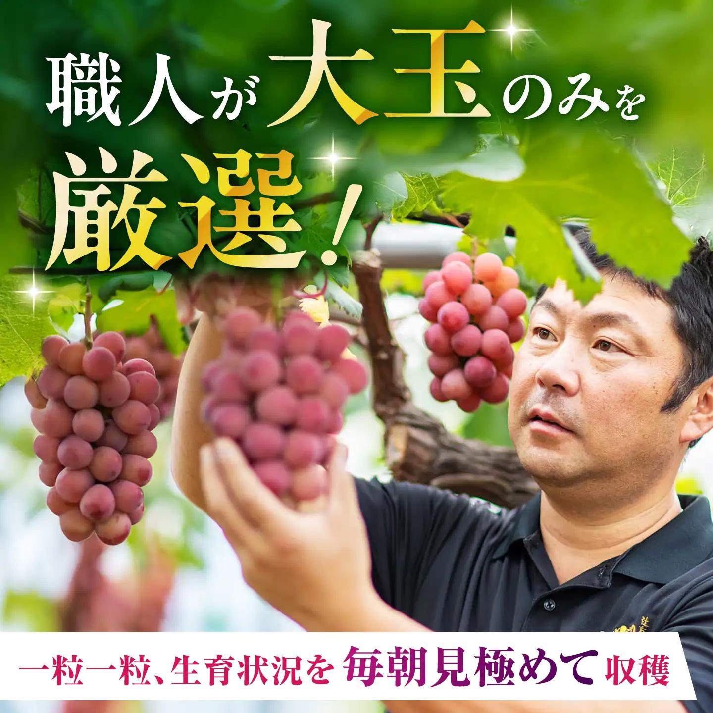山鹿ジュエル 18粒 ぶどう クイーンニーナ シャインマスカット 高級 贈答用 贈り物 ギフト 熊本県産 熊本 山鹿【合同会社 社方園】[ZBZ053]