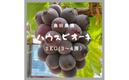 【令和8年8月中旬頃発送！予約受付中】島田農園　ピオーネ2kg（3房～4房入り）【A-78】