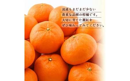 【和歌山有田産】麗紅 約4kg (サイズおまかせ) れいこう  ※2024年2月中旬頃～4月上旬頃に順次発送予定【krw012-r-4】