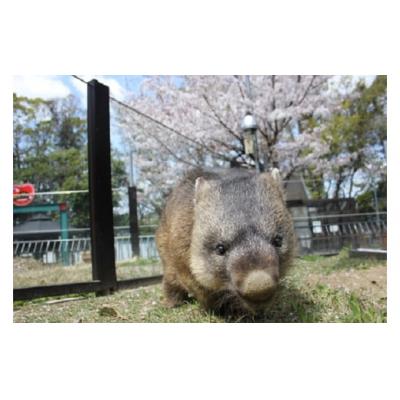 ふるさと納税 池田市 スイミージャパン 五月山動物園ウォンバットコラボワイン「ワイン」 |  | 01