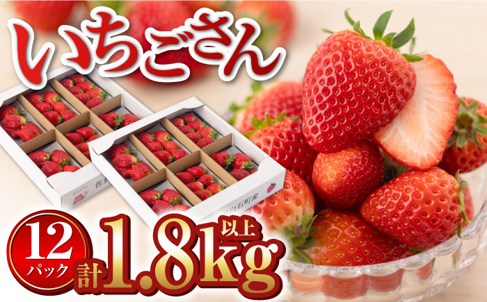 
【先行予約】【産地直送】白石産いちご「いちごさん」 約150g×12パック（計1800g以上）【道の駅しろいしカンパニー】 [IAA039]
