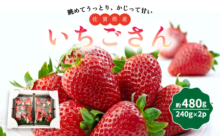 いちごさん480g (240g×2P)