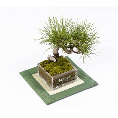 ふるさと納税 朝倉市 ミニ上敷　Aセット(無地) |  | 03