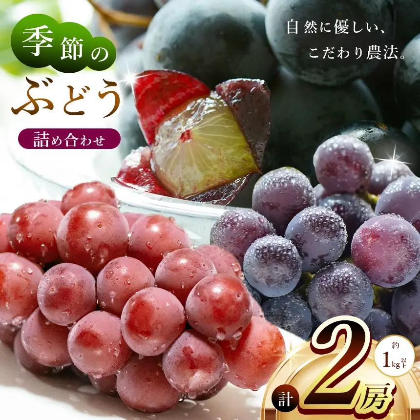 【先行予約】季節のぶどう詰め合わせ2房入り(約1kg～) | フルーツ ぶどう 詰合せ 兵庫県 上郡町【発送は2026年9月1日～2026年9月30日頃予定】