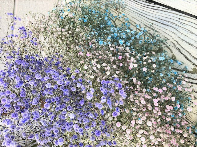 【ふるさと納税】金山町産　2色のかすみ草花束　福島県　金山町　かすみそう　花束　ナチュラル　プレゼント