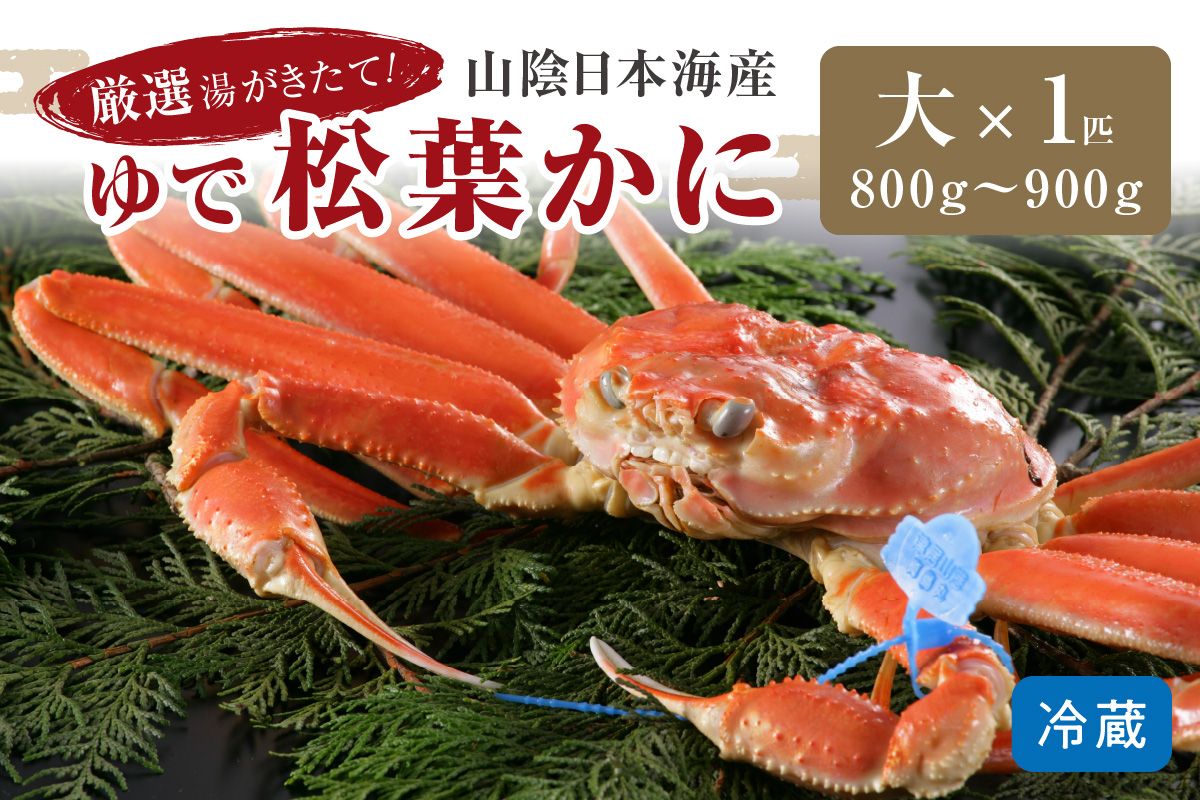 かに卸問屋がお届け・自社釜ゆで！山陰沖ゆで松葉がに 800ｇ～900ｇ 大サイズ（12月発送）／北畿水産　HK00312