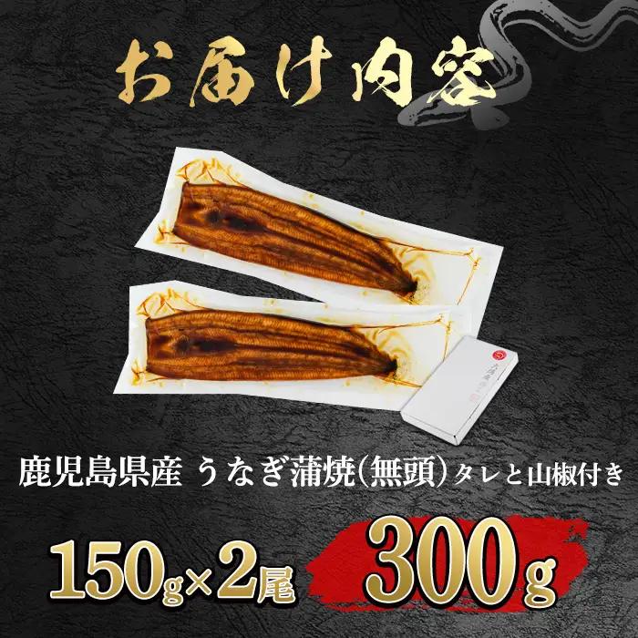 【0104347a-2609】＜9月上旬発送予定＞東串良町のうなぎ蒲焼(無頭)(2尾・計約300g・タレ、山椒付) うなぎ 高級 ウナギ 鰻 国産 蒲焼 蒲焼き たれ 鹿児島 ふるさと 人気【アクアお