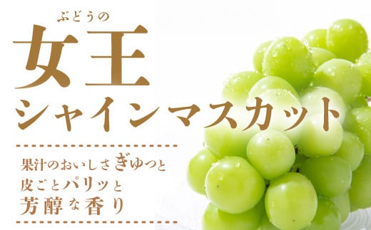 上品な香りを持ち、粒は硬くしまりのある肉質で歯切れがよいシャインマスカット