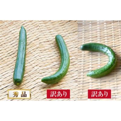 ふるさと納税 島原市 令和8年度出荷分【訳あり】新鮮 朝採りきゅうり 2kg以上(14~18本) |  | 01