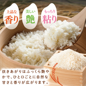 【数量限定】【家計応援】令和7年産 農家直送 コシヒカリ 10kg (KV-6)