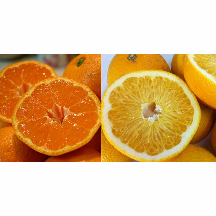 【ふるさと納税】和歌山産 みかんと八朔セット 10kg(各5kg×2) | 和歌山県 和歌山市 和歌山 楽天ふるさと 納税 支援品 返礼品 お取り寄せグルメ お取り寄せ 取り寄せ グルメ フルーツ 果物 くだもの みかん ミカン 蜜柑 柑橘類 かんきつ類 おいしいみかん 八朔 はっさく