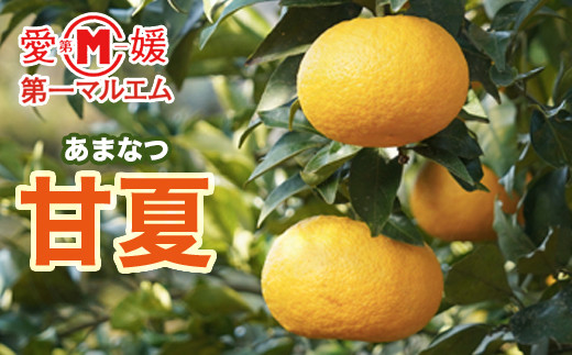 【先行予約】第一マルエムの甘夏10kg
