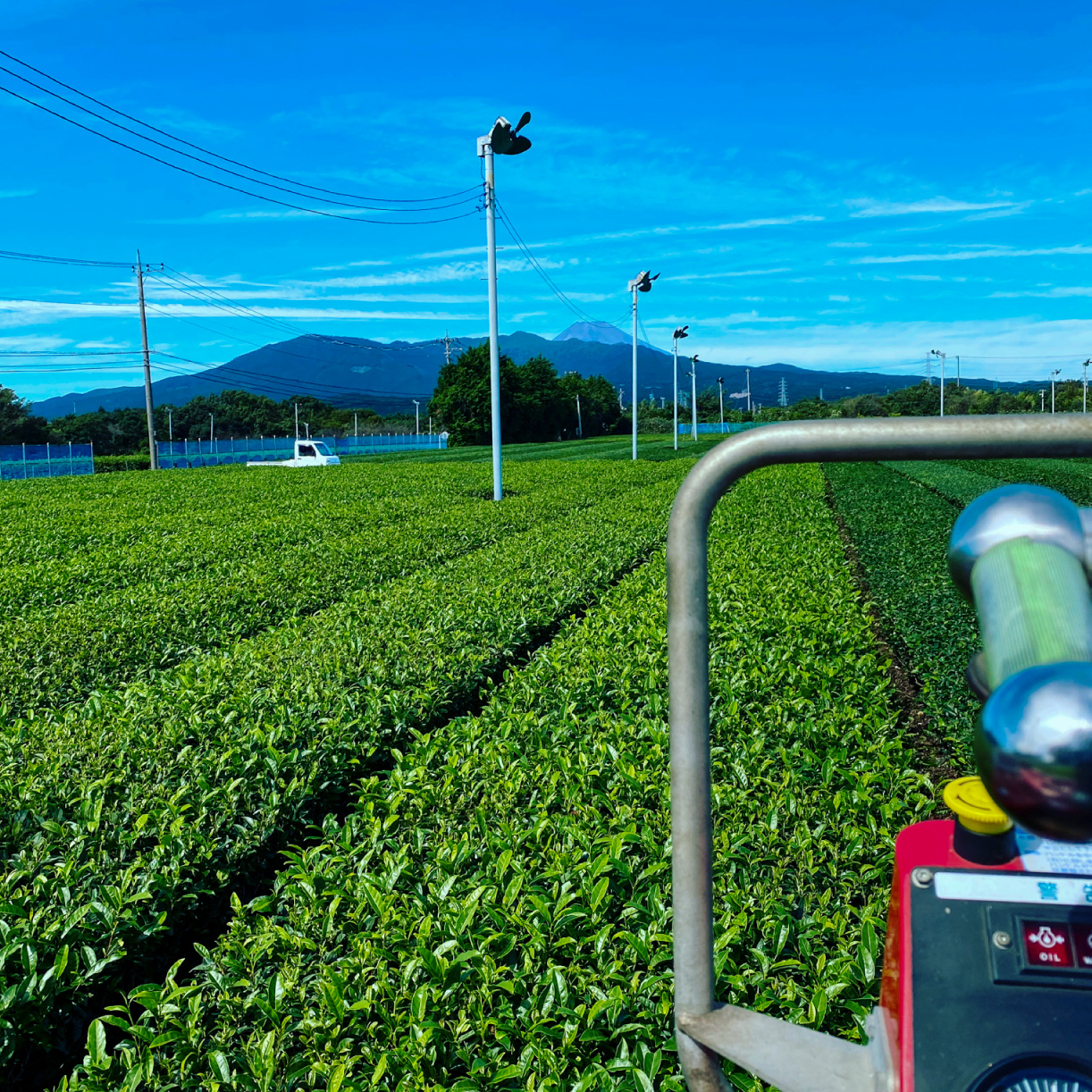 沼津茶 煎茶 かぶせ茶 50g 各1袋 合計100g 普通 緑茶 2025年産 農家直送 お茶 茶葉 静岡 沼津