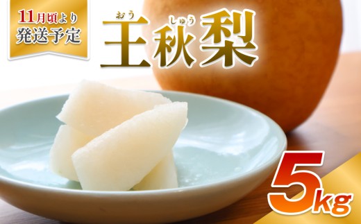 【先行予約】安田農園 梨 ”王秋梨” 5kg箱｜鳥取 岩美 梨 なし ナシ 赤梨 果物 フルーツ ※お届けは2026年11月頃～【41029】