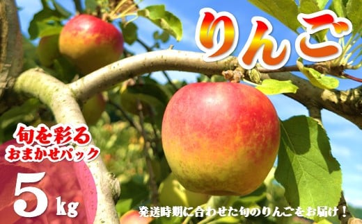 【北上市産 りんご 】旬を彩るおまかせパック【 厳選 / 贈答用 】 5キロ (約13～20玉)  林檎 リンゴ 国産 東北 岩手 産地直送 フルーツ 果物 岩手県 北上市 D0452 手土産 プレゼント 贈り物 季節限定