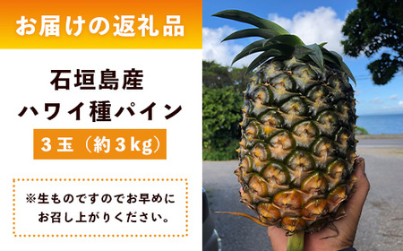 【先行予約】石垣島産 ハワイ種 パイン (3玉 約3㎏) 《6月上旬頃より順次発送》【 産地直送 沖縄 石垣 パイナップル フルーツ 】TP-4