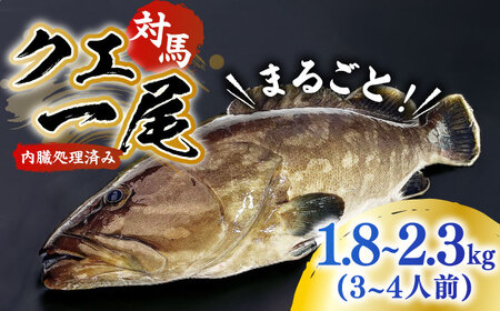 【1週間以内発送】対馬産クエ 丸ごと1匹！1.8kg以上！ [WCN001] 直送 新鮮 マルモン 刺身 しゃぶしゃぶ 鍋 くえ アラ スピード発送 最速発送 最短発送