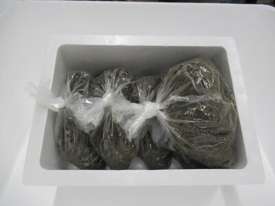 三陸産！生刻みめかぶ（200g×5袋）【3月～4月期間限定発送】