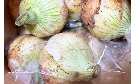 【訳あり】新玉ねぎ 2kg 8個～14個（1kg×2袋） 訳あり 玉ねぎ たまねぎ 野菜 茨城県 石岡市 B03-010