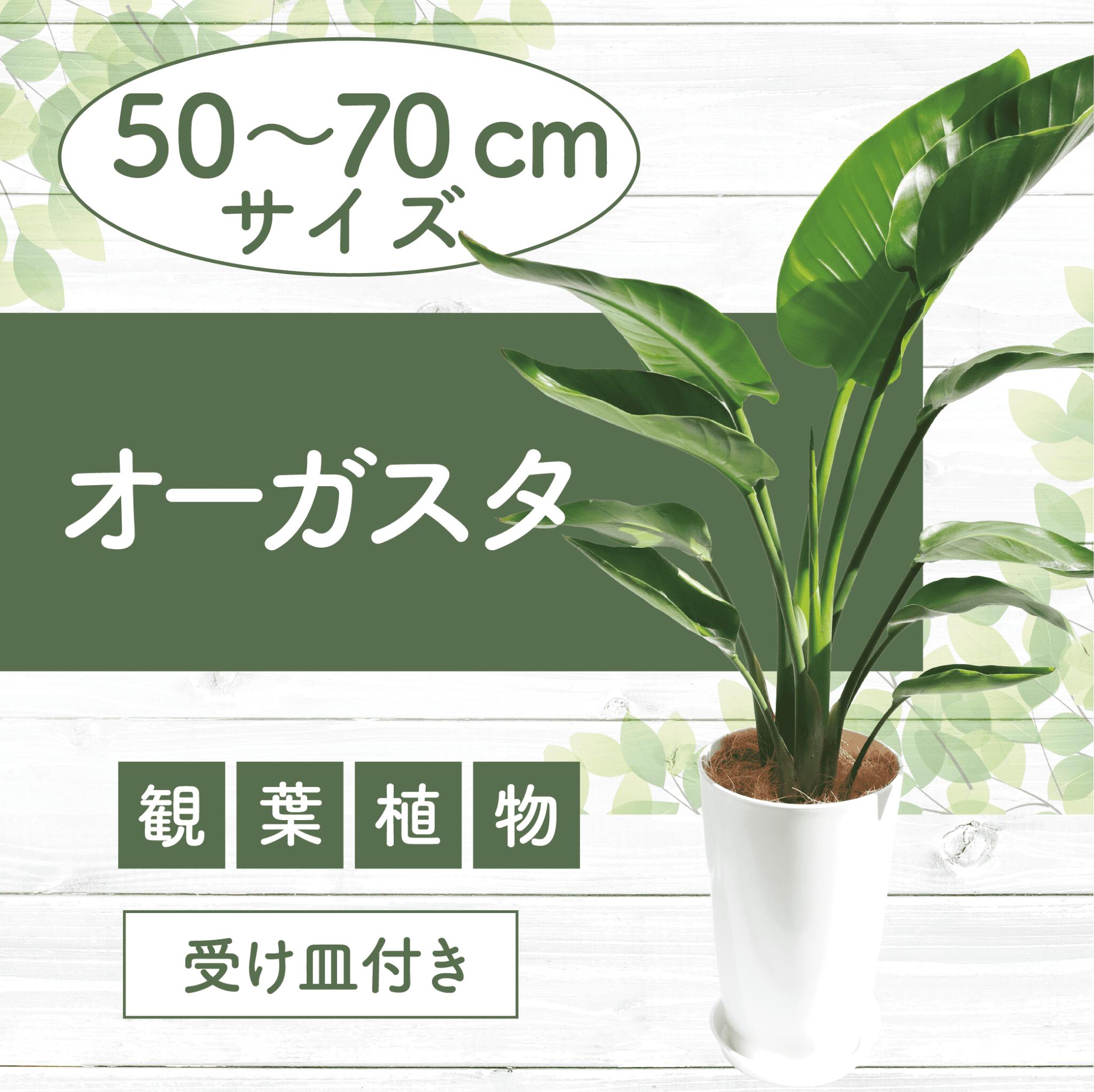 【ふるさと納税】オーガスタ(鉢底より50cm～70cm) ※北海道・沖縄・離島配送不可※ 観葉植物 植物 鉢付 インテリア 室内 オフィス おしゃれ プレゼント ギフト 開店祝い 移転祝い マイナスイオン【Green Farm M】
